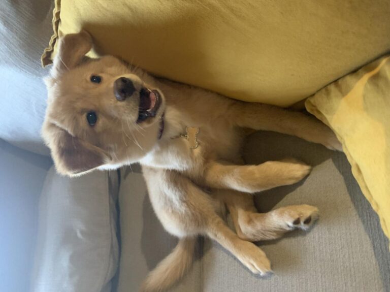 Wow dog