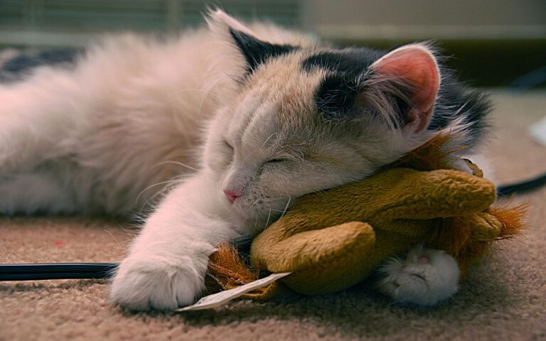 Cat one