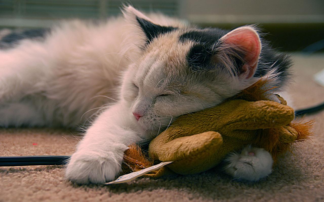 Cat: Home Cat one