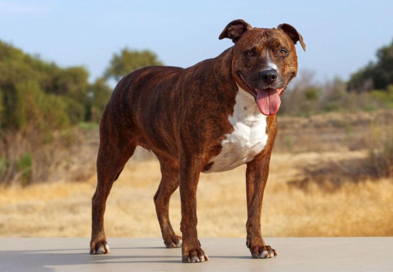 Pit pet