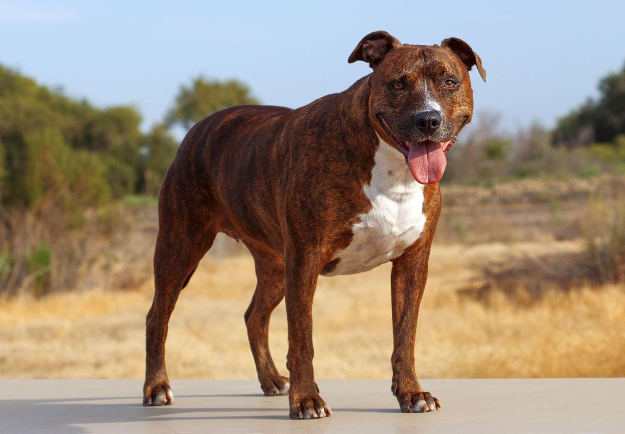 Newest Addition: my pit puppy plenty of pics | UK Pet Forums Forum Pit pet