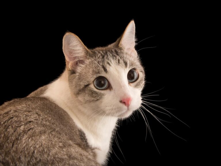 Cat fresh