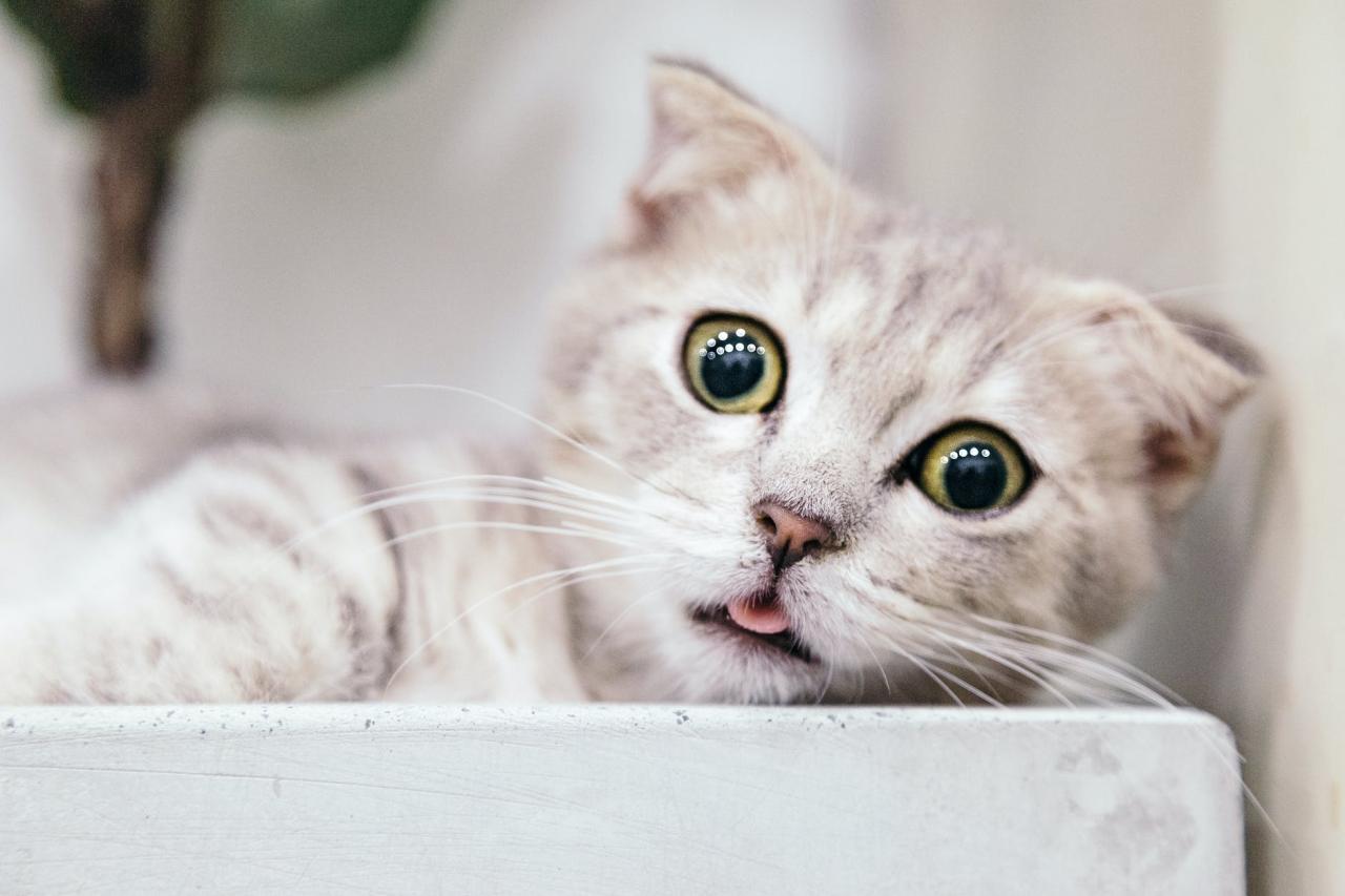 Cute Cat Wallpaper For Desktop - Infoupdate.org Cute Cat Wallpaper For Desktop - Infoupdate.org